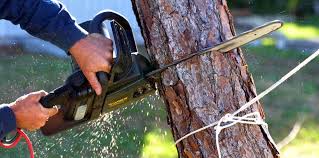 Trusted Dellwood, MN Tree Removal Experts