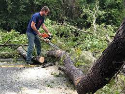 Best Storm Damage Tree Cleanup  in Dellwood, MN