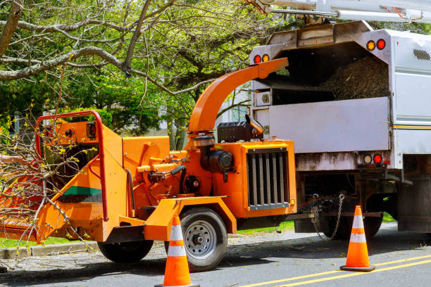  Dellwood, MN Tree Removal Pros