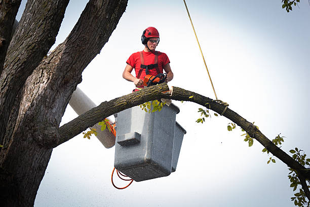 Best Tree Trimming and Pruning  in Dellwood, MN